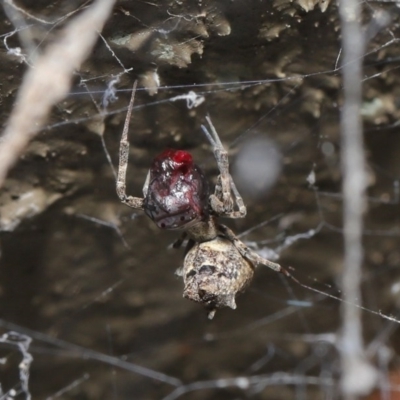Philoponella congregabilis (Social house spider) at Downer, ACT - 4 Oct 2020 by TimL