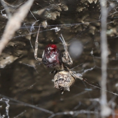 Philoponella congregabilis (Social house spider) at ANBG - 3 Oct 2020 by TimL