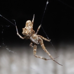 Philoponella congregabilis (Social house spider) at Downer, ACT - 4 Oct 2020 by TimL