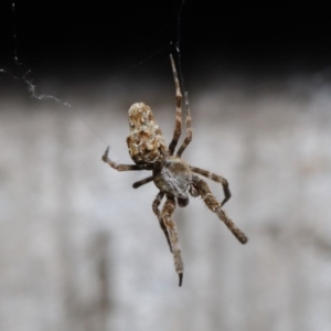 Philoponella congregabilis at Downer, ACT - 4 Oct 2020