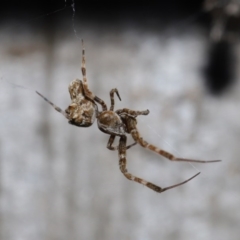 Philoponella congregabilis at Downer, ACT - 4 Oct 2020