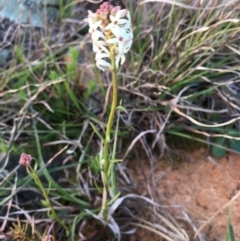 Stackhousia monogyna (Creamy Candles) at Boro, NSW - 23 Sep 2020 by mcleana