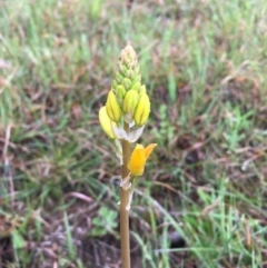 Bulbine sp. at Boro, NSW - 7 Oct 2020 by mcleana