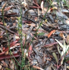 Juncus sp. (A Rush) at Lower Boro, NSW - 7 Oct 2020 by mcleana