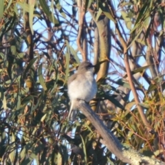 Microeca fascinans (Jacky Winter) at Lower Boro, NSW - 4 Oct 2020 by mcleana