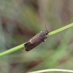 Leistomorpha brontoscopa (A concealer moth) at Mount Painter - 7 Oct 2020 by CathB