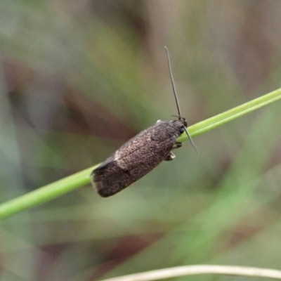 Leistomorpha brontoscopa (A concealer moth) at Mount Painter - 7 Oct 2020 by CathB