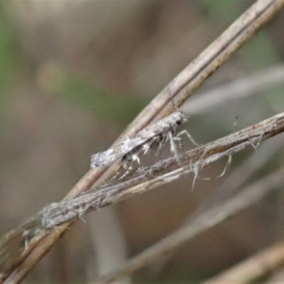 Gelechioidea (superfamily) (Unidentified Gelechioid moth) at Cook, ACT - 7 Oct 2020 by CathB