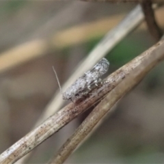 Gelechioidea (superfamily) at Cook, ACT - 7 Oct 2020