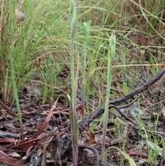 Calochilus platychilus at Cook, ACT - 7 Oct 2020