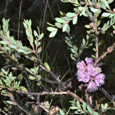 Melaleuca thymifolia (Thyme Honey-myrtle) at Kinghorne, NSW - 7 Oct 2020 by plants