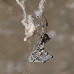 Philoponella congregabilis (Social house spider) at ANBG - 3 Oct 2020 by TimL