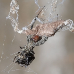 Philoponella congregabilis at Downer, ACT - 4 Oct 2020