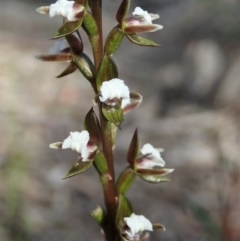 Paraprasophyllum brevilabre (Short-lip Leek Orchid) at Downer, ACT - 4 Oct 2020 by CathB