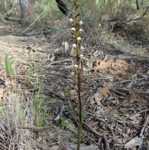 Prasophyllum brevilabre at Downer, ACT - 4 Oct 2020