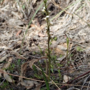 Prasophyllum brevilabre at Downer, ACT - 4 Oct 2020