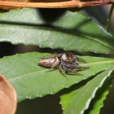 Opisthoncus sp. (genus) (Unidentified Opisthoncus jumping spider) at ANBG - 4 Oct 2020 by TimL
