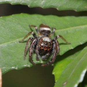 Opisthoncus sp. (genus) at Acton, ACT - 4 Oct 2020