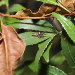 Opisthoncus sp. (genus) at Acton, ACT - 4 Oct 2020