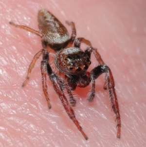 Opisthoncus sp. (genus) at Acton, ACT - 4 Oct 2020