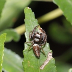 Opisthoncus sp. (genus) at Acton, ACT - 4 Oct 2020