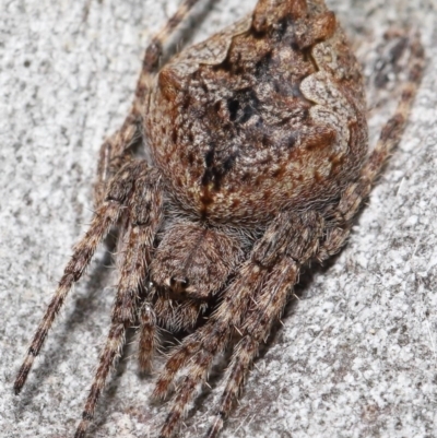 Socca pustulosa (Knobbled Orbweaver) at ANBG - 4 Oct 2020 by TimL