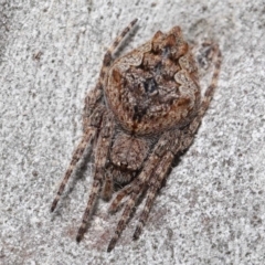 Socca pustulosa at Acton, ACT - 4 Oct 2020