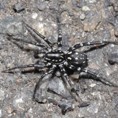 Nyssus albopunctatus (White-spotted swift spider) at Acton, ACT - 4 Oct 2020 by TimL