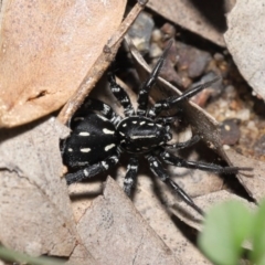 Nyssus albopunctatus (White-spotted swift spider) at ANBG - 4 Oct 2020 by TimL