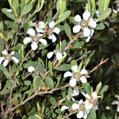 Leptospermum laevigatum (Coast Teatree) at Kinghorne, NSW - 7 Oct 2020 by plants