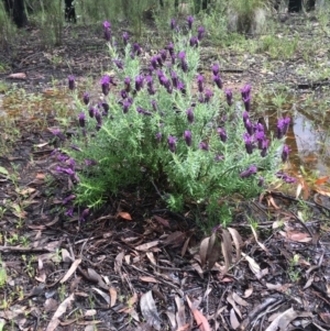 Lavandula stoechas at Bruce, ACT - 8 Oct 2020 11:40 AM