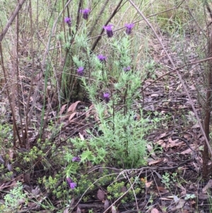 Lavandula stoechas at Bruce, ACT - 8 Oct 2020 11:40 AM