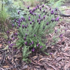 Lavandula stoechas at Bruce, ACT - 8 Oct 2020