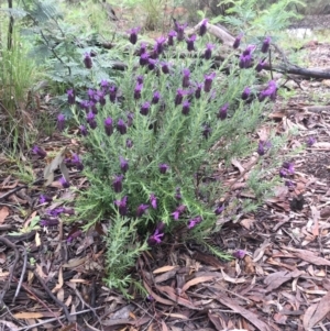 Lavandula stoechas at Bruce, ACT - 8 Oct 2020 11:40 AM