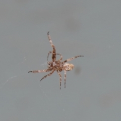 Philoponella congregabilis at Acton, ACT - 4 Oct 2020 12:20 PM