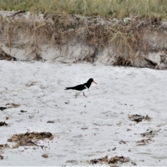 Haematopus longirostris (Australian Pied Oystercatcher) at Kinghorne, NSW - 7 Oct 2020 by plants