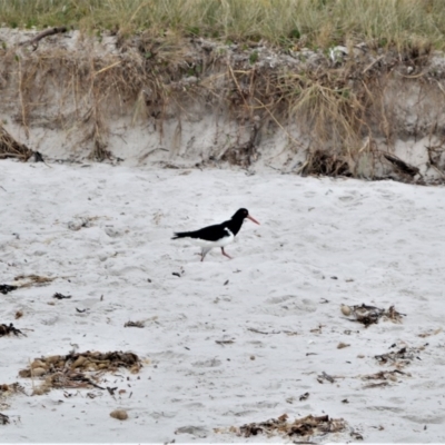 Haematopus longirostris (Australian Pied Oystercatcher) at Kinghorne, NSW - 7 Oct 2020 by plants