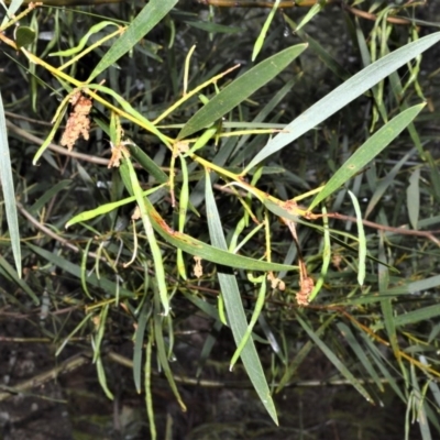 Acacia longifolia subsp. longifolia (Sydney Golden Wattle) at Kinghorne, NSW - 7 Oct 2020 by plants