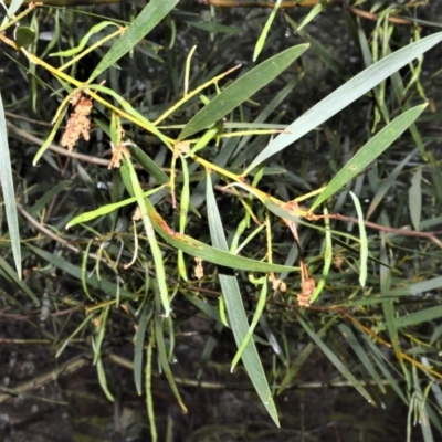 Acacia longifolia subsp. longifolia (sallow or Sydney golden wattle) at Kinghorne, NSW - 7 Oct 2020 by plants