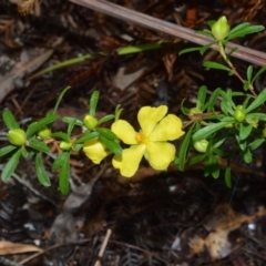 Hibbertia linearis (Showy Guinea Flower) at Kinghorne, NSW - 7 Oct 2020 by plants