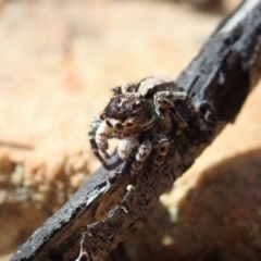 Euophryinae sp. (Rockhopper) undescribed (Euophryinae sp. (Rockhopper) undescribed) at Downer, ACT - 4 Oct 2020 by CathB