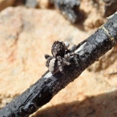 Euophryinae sp. (Rockhopper) undescribed at Downer, ACT - 4 Oct 2020