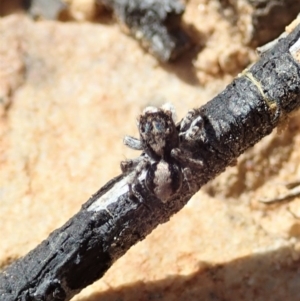 Euophryinae sp. (Rockhopper) undescribed at Downer, ACT - 4 Oct 2020