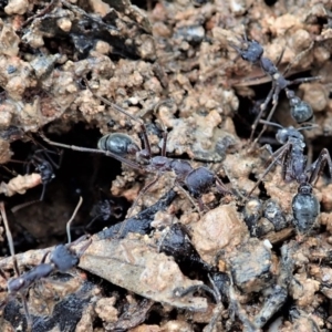 Myrmecia sp. (genus) at Cook, ACT - 7 Oct 2020