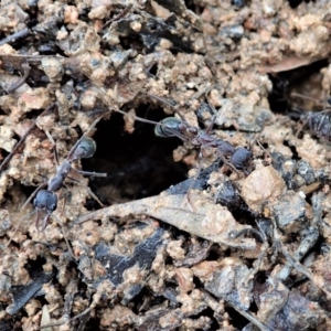 Myrmecia sp. (genus) at Cook, ACT - 7 Oct 2020