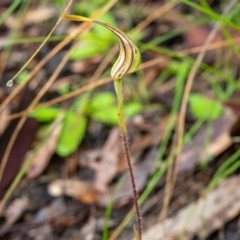 Caladenia atrovespa (Green-comb Spider Orchid) at Acton, ACT - 7 Oct 2020 by Philip