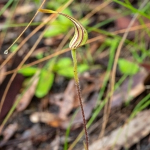 Caladenia atrovespa at Point 5078 - suppressed