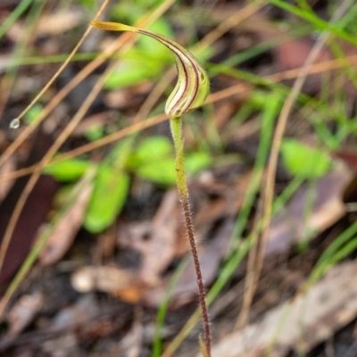 Caladenia atrovespa (Green-comb Spider Orchid) at Point 5078 - 7 Oct 2020 by Philip