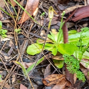 Caladenia atrovespa at Point 5078 - suppressed