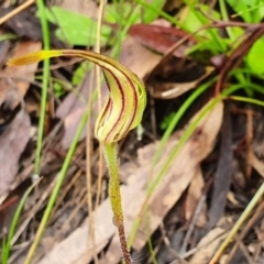 Caladenia atrovespa at Point 5078 - suppressed